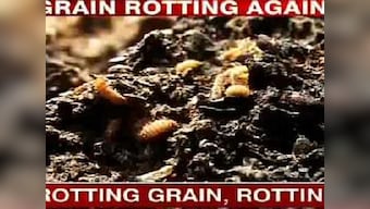 Worms feast on foodgrain, while warehouses store liquor