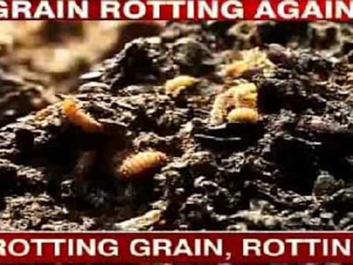 Worms feast on foodgrain, while warehouses store liquor