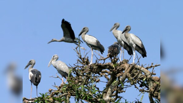 Migratory storks' early arrival raises monsoon hopes