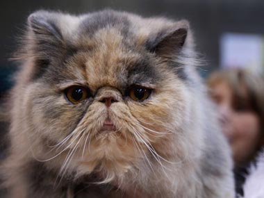 Cats do rule the Internet, says Google  Cats do rule the Internet, says Google