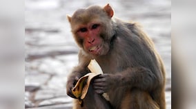 Brokers kick Monkeys, but indices have outperformed all