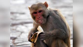 Going ape? Kenya power company says monkey caused nationwide 3-hour blackout