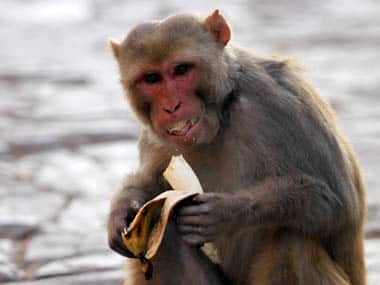 Going ape? Kenya power company says monkey caused nationwide 3-hour blackout