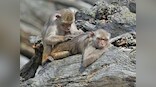 Sensex, Nifty rally; monkeys beat brokers