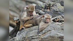 Sensex, Nifty rally; monkeys beat brokers