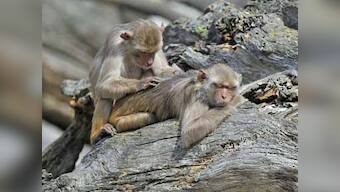 Sensex, Nifty rally; monkeys beat brokers