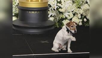 Uggie's paw prints immortalised in Hollywood 