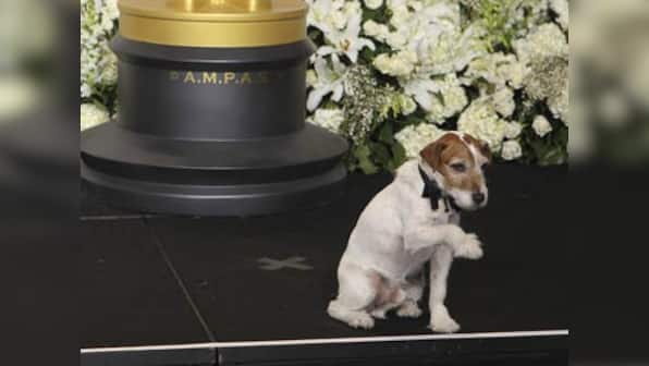 Uggie's paw prints immortalised in Hollywood 