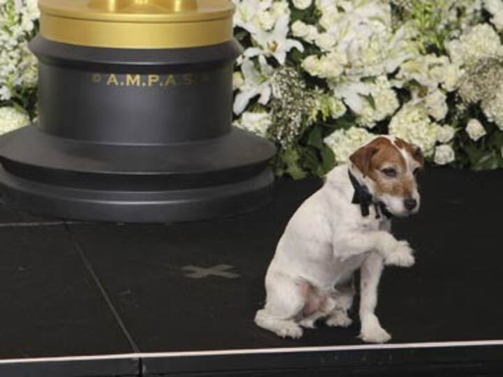 Uggie's paw prints immortalised in Hollywood 