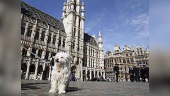 Bagels, Tintin and cream cheese: Food and thought in Brussels