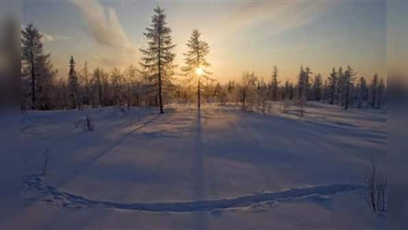 Global warming turns tundra to forest: study