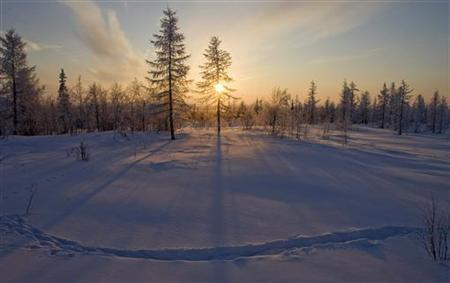 Global warming turns tundra to forest: study Global warming turns tundra to forest: study