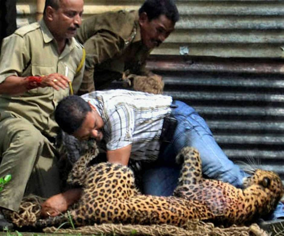 The unidentified man wrestles with the leopard as other officials try to catch it in a net. PTI The unidentified man wrestles with the leopard as other officials try to catch it in a net. PTI