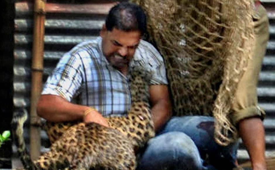 Forest officials shot the leopard with tranquiliser darts and it was captured after a few hours . PTI Forest officials shot the leopard with tranquiliser darts and it was captured after a few hours . PTI