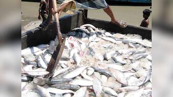 Hilsa to disappear from Bengali kitchens? 