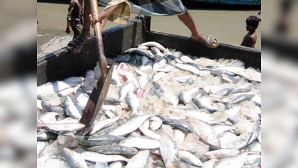 Hilsa to disappear from Bengali kitchens? 