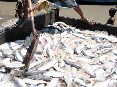 Hilsa to disappear from Bengali kitchens? Hilsa to disappear from Bengali kitchens?