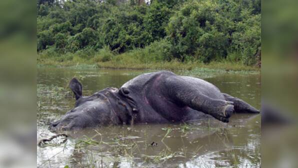 Forest ministry to act against illegal industries around Kaziranga