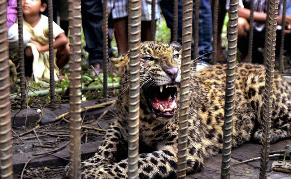 The leopard after being captured by officials of the Department of Environment & Forests in Sivasagar district of Assam. PTI The leopard after being captured by officials of the Department of Environment & Forests in Sivasagar district of Assam. PTI
