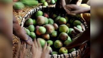 Eating mango skin could help you reduce weight!