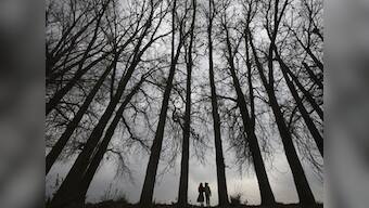 Microchips in sandalwood trees to nab thieves?