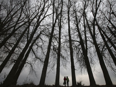 Microchips in sandalwood trees to nab thieves? Microchips in sandalwood trees to nab thieves?