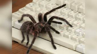 'Killer' spiders spark panic in the North East