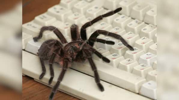 'Killer' spiders spark panic in the North East