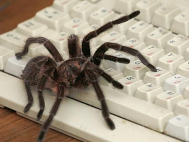 'Killer' spiders spark panic in the North East