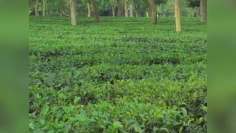 Tea production in Assam affected gas unavailability