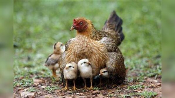 Gene-swapping vaccines spawn lethal poultry virus - experts