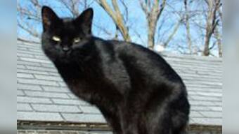 'Maha should show courage in passing anti-superstition bill'