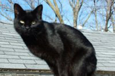 'Maha should show courage in passing anti-superstition bill' 'Maha should show courage in passing anti-superstition bill'