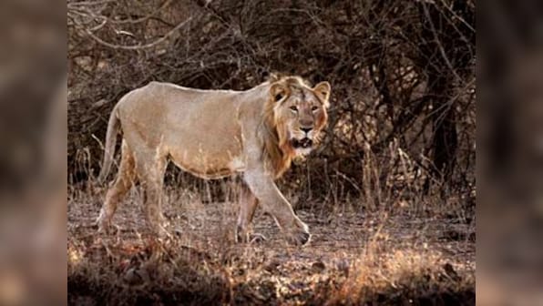Why Gujarat's loss is the Asiatic lion's gain