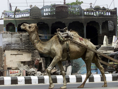 Ahmedabad man dies of camel bite Ahmedabad man dies of camel bite