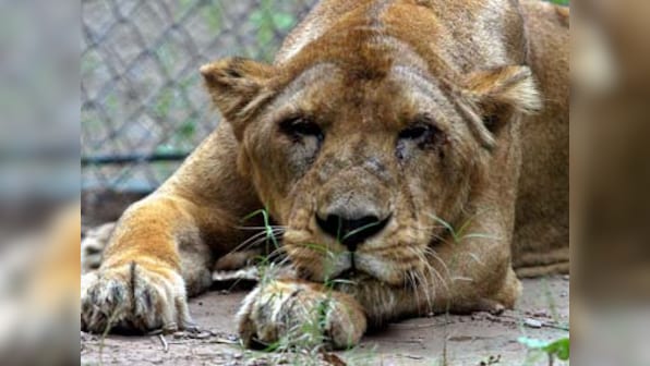 Delhi zoo death: Why can't we treat animals with some respect?