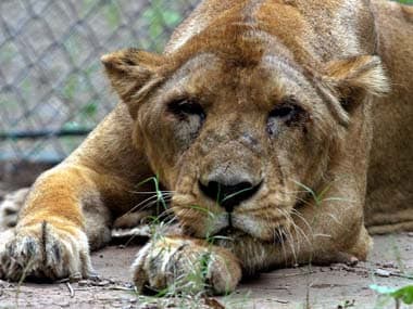 Delhi zoo death: Why can't we treat animals with some respect?