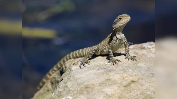 Large-scale scare: 6-foot lizard loose in Colorado