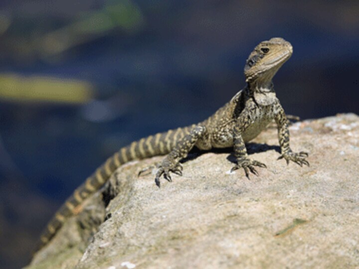 Large-scale scare: 6-foot lizard loose in Colorado