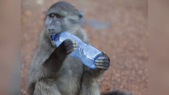 Bitten by monkey, Delhi man lodges FIR against unknown people for assault 