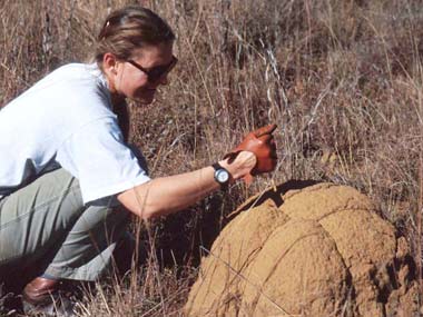 Termites carry out suicide bomb attacks too! Termites carry out suicide bomb attacks too!
