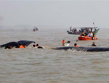 Whale stranded in Indonesia helped back to ocean Whale stranded in Indonesia helped back to ocean