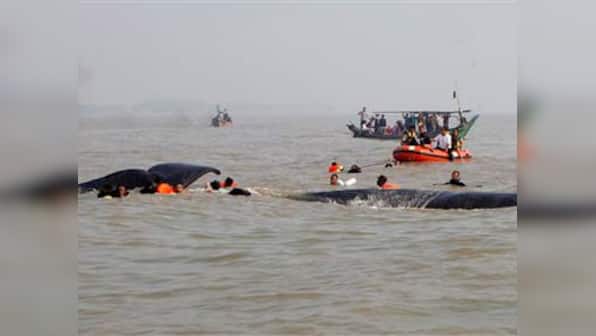 Whale stranded in Indonesia helped back to ocean 