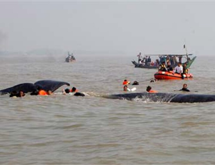 Whale stranded in Indonesia helped back to ocean 