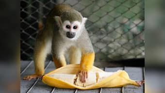 Banana split: Humble fruit gets genome decoded
