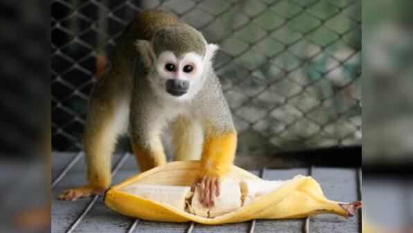 Banana split: Humble fruit gets genome decoded