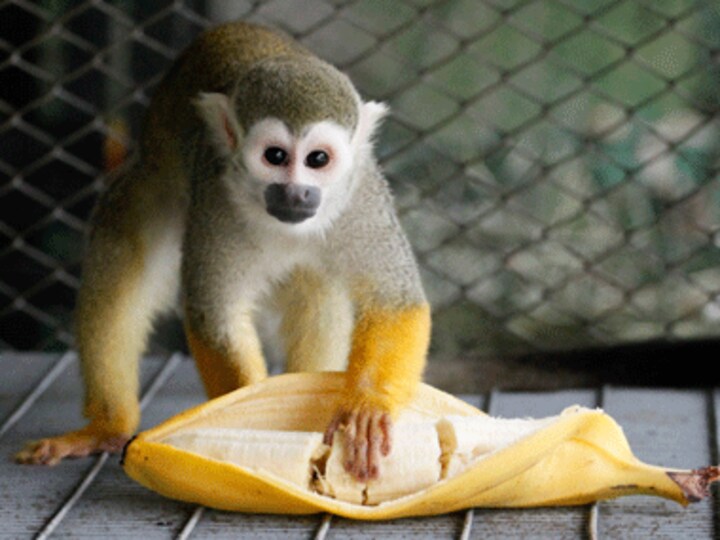 Banana split: Humble fruit gets genome decoded