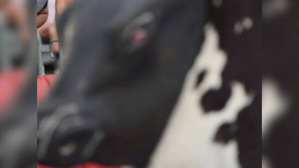 Killer 'wandering' bull shuts down airport in Vietnam