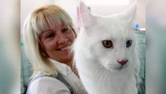 Love cats? You are prone to commit suicide