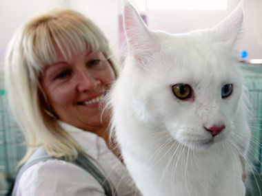 Love cats? You are prone to commit suicide Love cats? You are prone to commit suicide